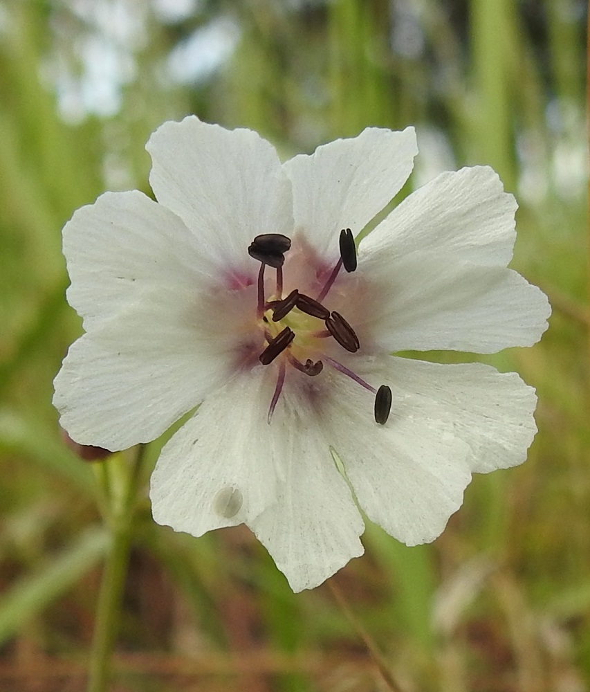 Silene uniflora - merikohokin kukassa on kymmenen hedettä. Niiden palhot ovat punertavat ja noin 1,8-2 mm pitkät ponnet aluksi hyvin tummat. Kuvan kukassa emin luotit odottavat vielä vuoroaan. 21.7.2023. Copyright Hannu Kämäräinen.