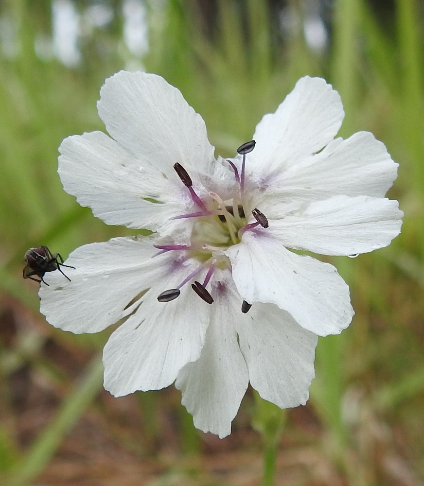 Silene uniflora - merikohokin valkoisen teriön leveys on yleensä noin 20-30 mm. Viiden terälehden sivulle taittuva kärkiosa on päästään syvään kaksihalkoinen ja tavallisesti noin 8-10 mm pitkä. Sen liuskat ovat noin 3-8 mm leveät ja epätasaisesti nirha- tai nyhälaitaiset. 21.7.2023. Copyright Hannu Kämäräinen.