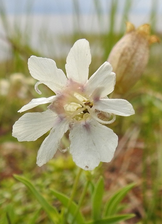 Silene uniflora - merikohokin emi on kolmivartaloinen ja -luottinen. Luotit ovat pitkät, valkoiset ja lyhytkarvaiset sekä yleensä koukkupäiset. Näyttää siltä, että kuvan kukka on pelkkä emikukka, koska teriön pohjalla näkyvät heteet vaikuttavat kehittymättömiltä. Terälehden kärkiosan tyvellä oleva lisäteriö on yleensä noin 2-3 mm pitkä ja erottuu kuvassa juuri ja juuri alimman terälehden tyvellä teriön aukkoa vasten. 21.7.2023. Copyright Hannu Kämäräinen.