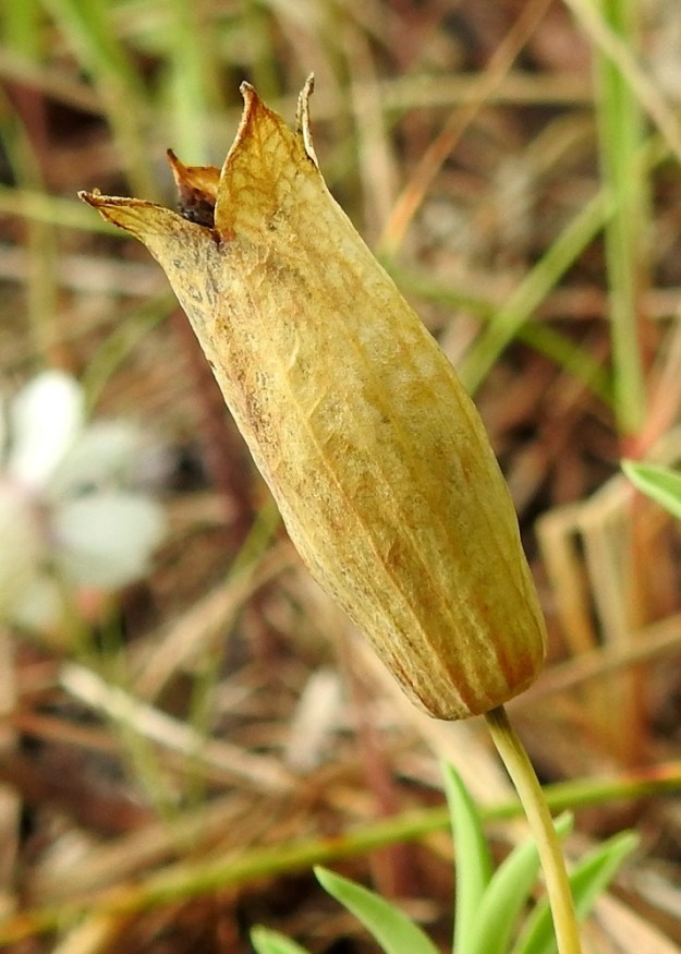 Silene uniflora - merikohokin kukan verhiö kuivuu ja muuttuu kellanruskeaksi kukinnan jälkeen. Kota jää näkymättömiin sen sisään. 21.7.2023. Copyright Hannu Kämäräinen.