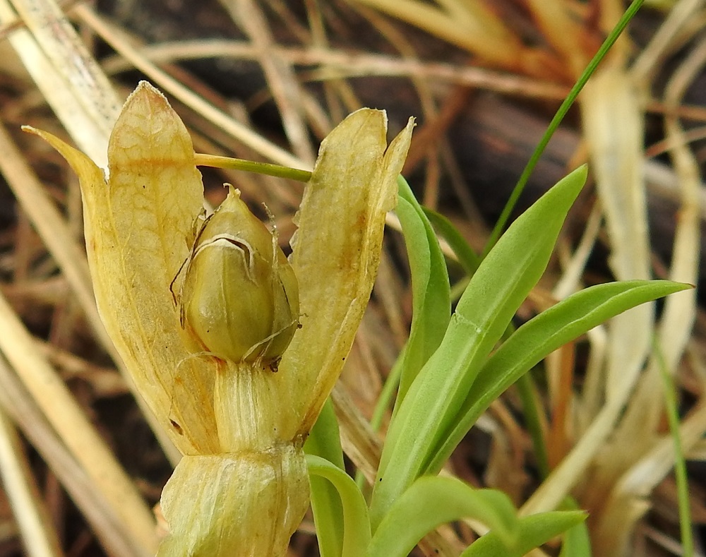 Silene uniflora - merikohokin kota on leveän munanmuotoinen ja kellanvihreä tai -ruskea. Se on yleensä noin 7-10 mm pitkä ja noin 5-7 mm paksu sekä avautuu viisi- tai kymmenhampaisesti. Verhiö on avattu kuvausta varten. 21.7.2023. Copyright Hannu Kämäräinen.