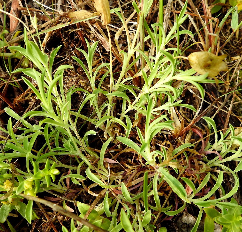 Silene uniflora - merikohokin varsissa on vastakkaisia, ruodittomia varsilehtipareja yleensä kuudesta yhdeksään. Niistä alimmat ovat hyvin lyhytnivelvälisiä ja kukintavaiheessa jo kuihtuneita. Myös ruodilliset aluslehdet kuihtuvat kukintaan mennessä. 21.7.2023. Copyright Hannu Kämäräinen.