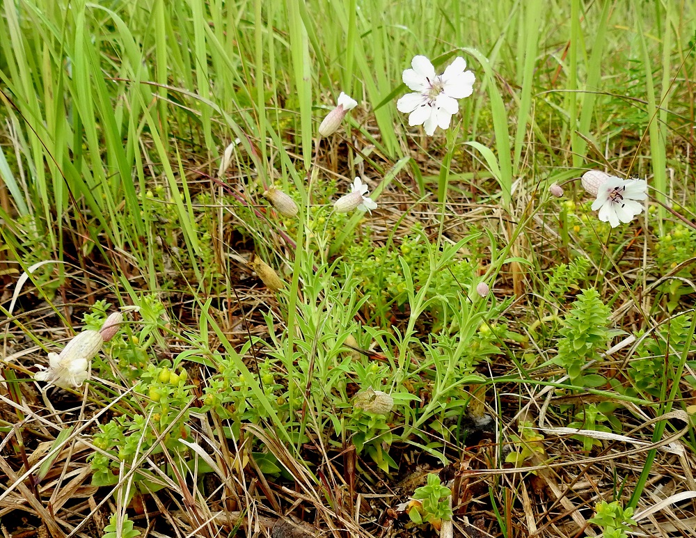 Silene uniflora - merikohokin juurakko haaroo yläpäästään synnyttäen kasvustolaikkuja. Varret ovat alaosastaan rennot tai kohenevat ja tyvihaarojen yläpuolelta useimmiten kukintoon saakka haarattomat. 21.7.2023. Copyright Hannu Kämäräinen.