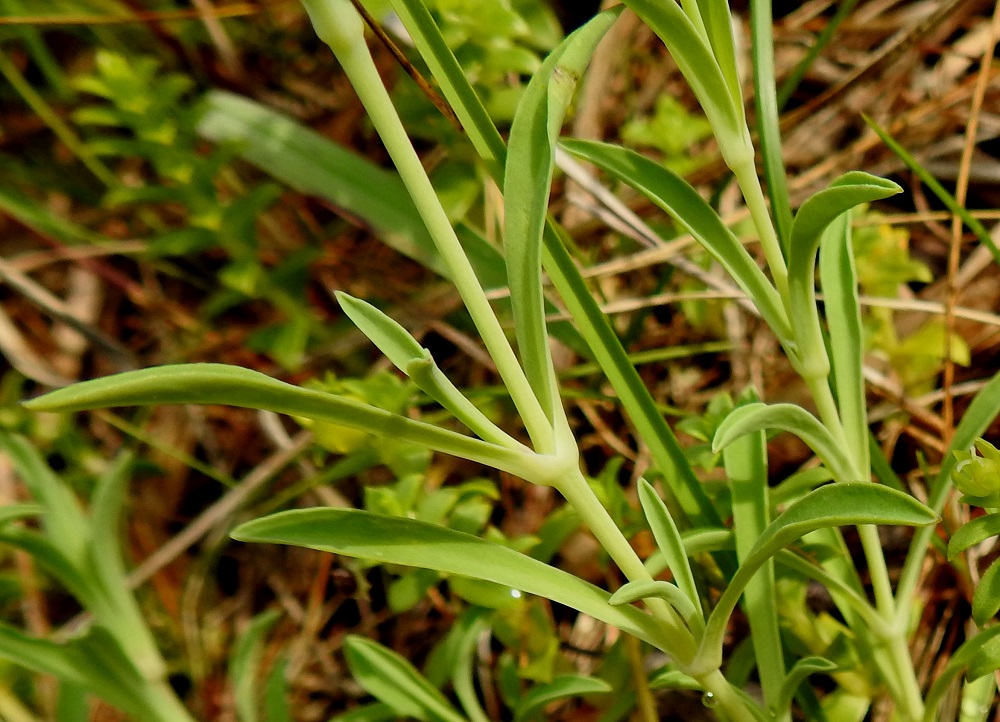 Silene uniflora - merikohokin varret ovat liereät ja melko jäykät. Varsilehdet ovat paksuhkoja, yleensä suikeita ja teräväkärkisiä. Ne ovat tavallisesti noin 1-4 cm pitkiä ja leveimmältä kohtaa vain noin 0,2-0,7 cm leveitä. Lehtiparien tyvelle voi kasvaa, kuten kuvassa, lyhytversona myös toinen, pienempi lehtipari 21.7.2023. Copyright Hannu Kämäräinen.