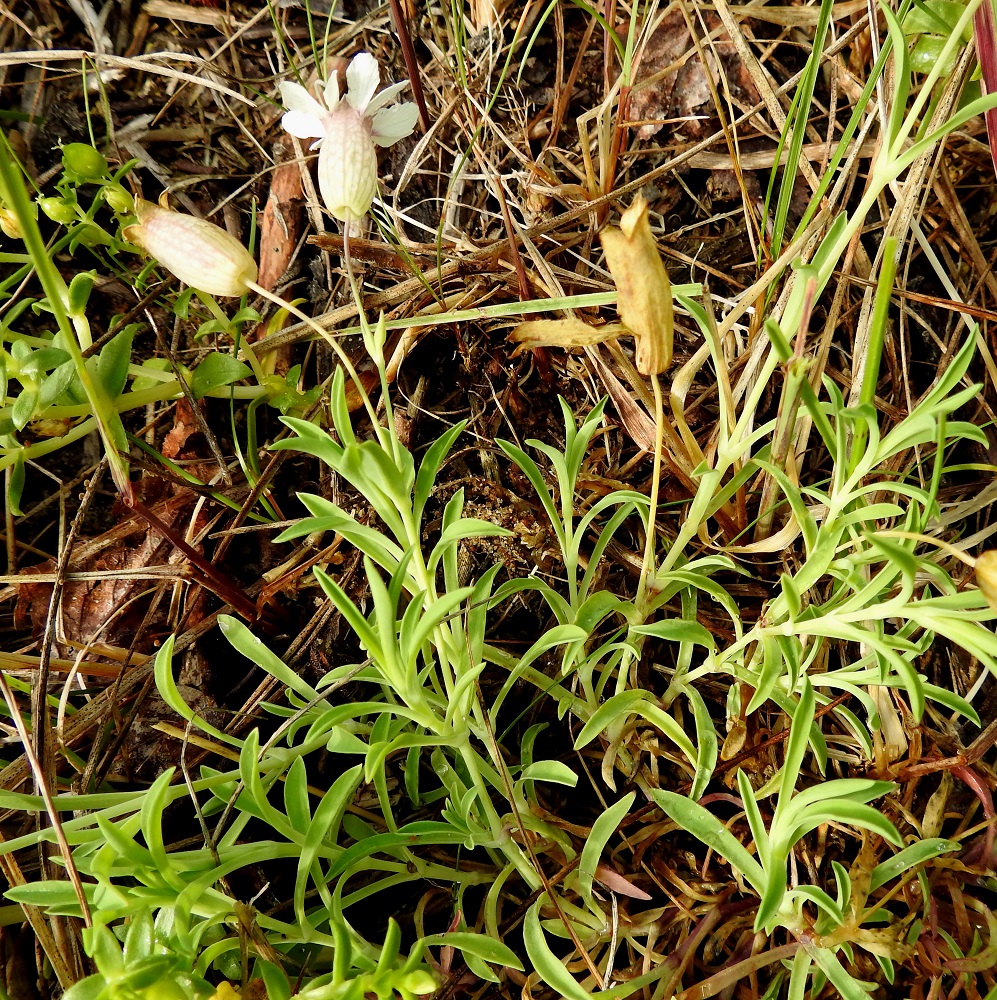 Silene uniflora - merikohokin kukat ovat jokseenkin pystyjä ja varsien kärjessä yksittäin tai kahdesta kolmeen kukan, harvoin neljän tai viiden kukan viuhkoina. Kukkaperä on tavallisesti noin 1,5-4 cm pitkä. Kukkien tukilehdet ovat varsilehtien kaltaisena, vihreänä tai punertavana parina. 21.7.2023. Copyright Hannu Kämäräinen.