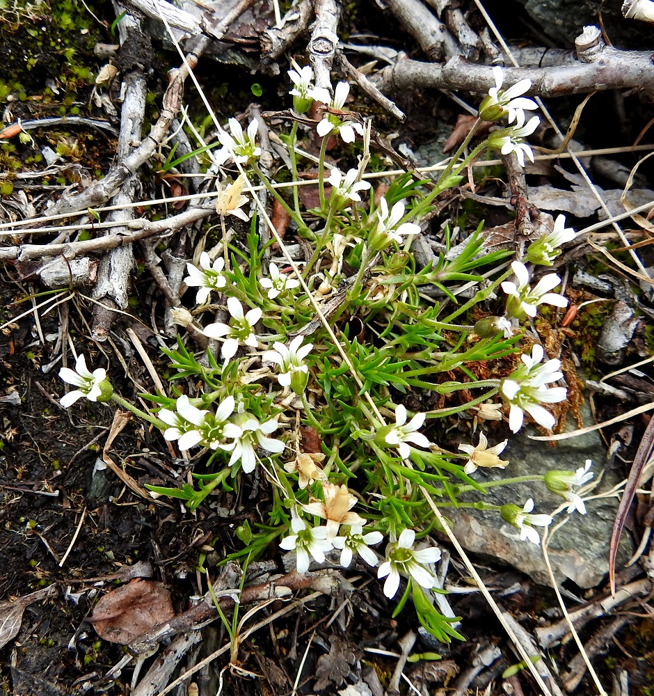 Cherleria biflora - lapinnätä tarvitsee pienenä kasvina mättäilleen riittävän kilpailuvapaata tilaa. Se on kalkinsuosija ja kasvaa lähinnä tunturirinteiden lumenviipymä- ja valuvesipaikoilla, puronvarsien soraikoilla ja niityillä sekä sorajyrkänteillä. Harvoja metsäalueiden kasvupaikkoja ovat ultraemäksiset kalliot ja jokien sorarannat. EnL, Enontekiö, Kilpisjärvi, Saanan loivahkon luoteisrinteen lounaislaita pahtaseinämän yläpuolella, paljakkarinne, 735 m mpy, 5.7.2018. Copyright Hannu Kämäräinen.