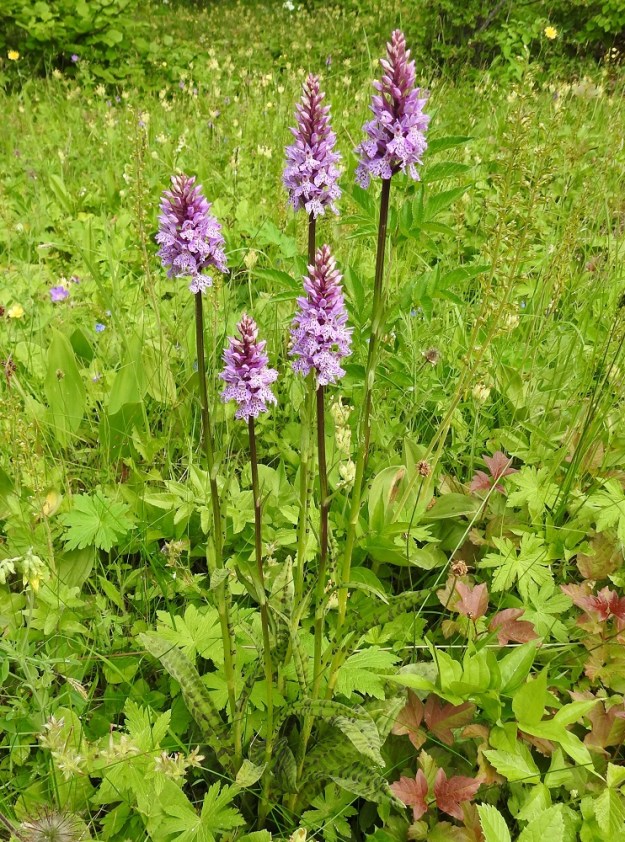 Dactylorhiza fuchsii - kielikämmekkä on parhaimmillaan näyttävä kukkija. Sen kukkavarret kohoavat tavallisesti noin 20-60 cm:n korkeuteen. Kuvassa yksi seuralaislajeista on lähes taustan vihreyteen liukeneva soikkokaksikko, Neottia ovata. A, Lemland, eteläpää, Björkö, Herröskatanin luonnonsuojelualue, lehtoniitty ja -metsä, 19.6.2023. Copyright Hannu Kämäräinen.