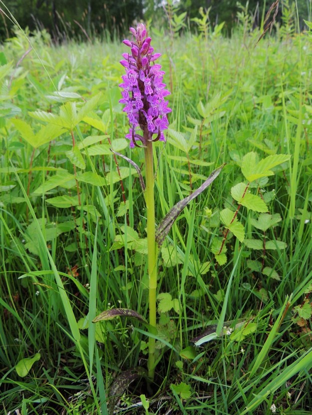 Dactylorhiza incarnata subsp. cruenta - veripunakämmekän kukinto on tyypillisesti purppuranpunainen. Lehdet ovat varrella kierteisesti ja niitä on yleensä neljästä kuuteen. Erityisesti alemmat niistä ovat useimmiten siirottavia. Ylin varsilehti yltää useimmiten kukinnon tasolle. 9.6.2014. Copyright Hannu Kämäräinen.