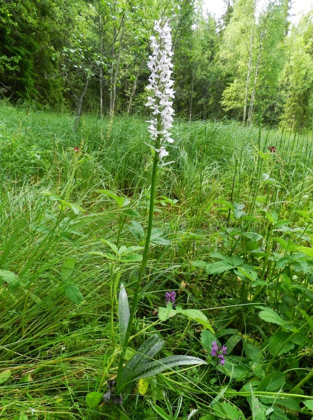 Dactylorhiza maculata - maariankämmekkä ei kuvan letolla jätä epäilystä siitä, mikä on komein ja kookkain kämmekkä. "Alamaisina" juurella kasvaa kaksi matalaa kaitakämmekkää, D. traunsteineri. EH, Ruovesi, Siikakangas, Röykkeenneva, pieni lähteikkösuo, 1.7.2011. Copyright Hannu Kämäräinen.