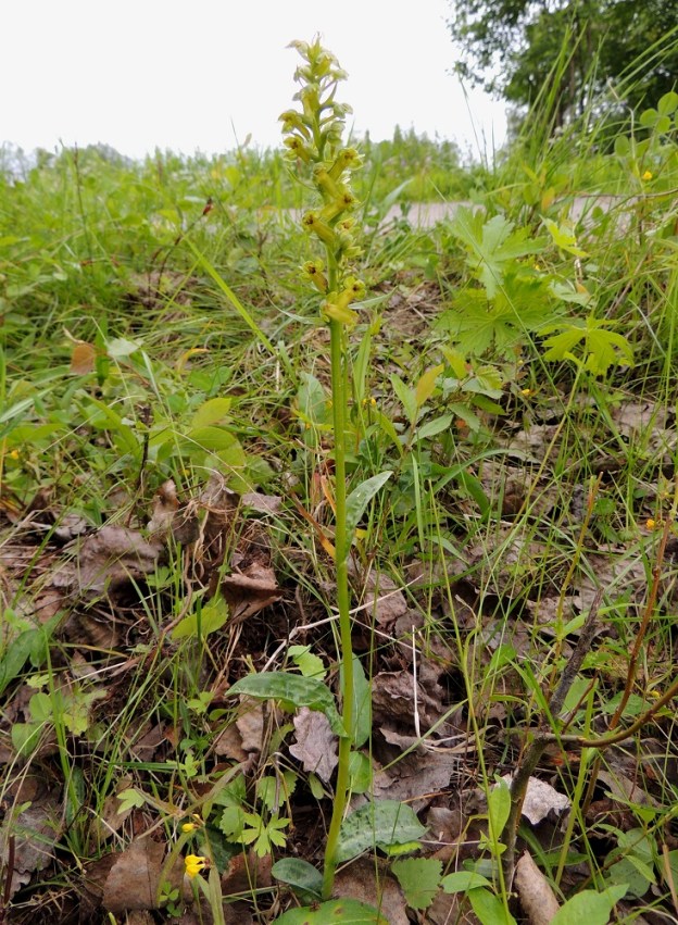 Dactylorhiza viridis (Coeloglossum viride) - pussikämmekän ojanluiskakasvupaikalla niitto pitää ympäristön avoimena ja ojaan valuva ja kertyvä vesi tuo alustaan sopivan kosteuden. Yksilöt ovat yleensä noin 10-30 cm korkeita. Lehdet ovat varrella kierteisesti. Ne ovat lyhyehköt ja alempana malliltaan soikeahkot ja ylempänä enemmän suikeahkot. Ks, Kuusamo, Liikasenvaara, kylän läpi vievän soratien laide, 14.7.2015. Copyright Hannu Kämäräinen.