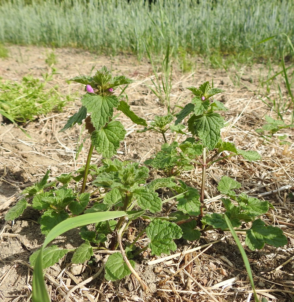 Lamium confertum - välipeippi on yksivuotinen, pysty tai tyveltä kohenevasti haarova ja tavallisesti noin 20-40 cm korkea. Varsi on usein haarova ja sen kukinnon alapuoliset nivelvälit ovat yleensä pitkät. 11.7.2023. Copyright Hannu Kämäräinen.