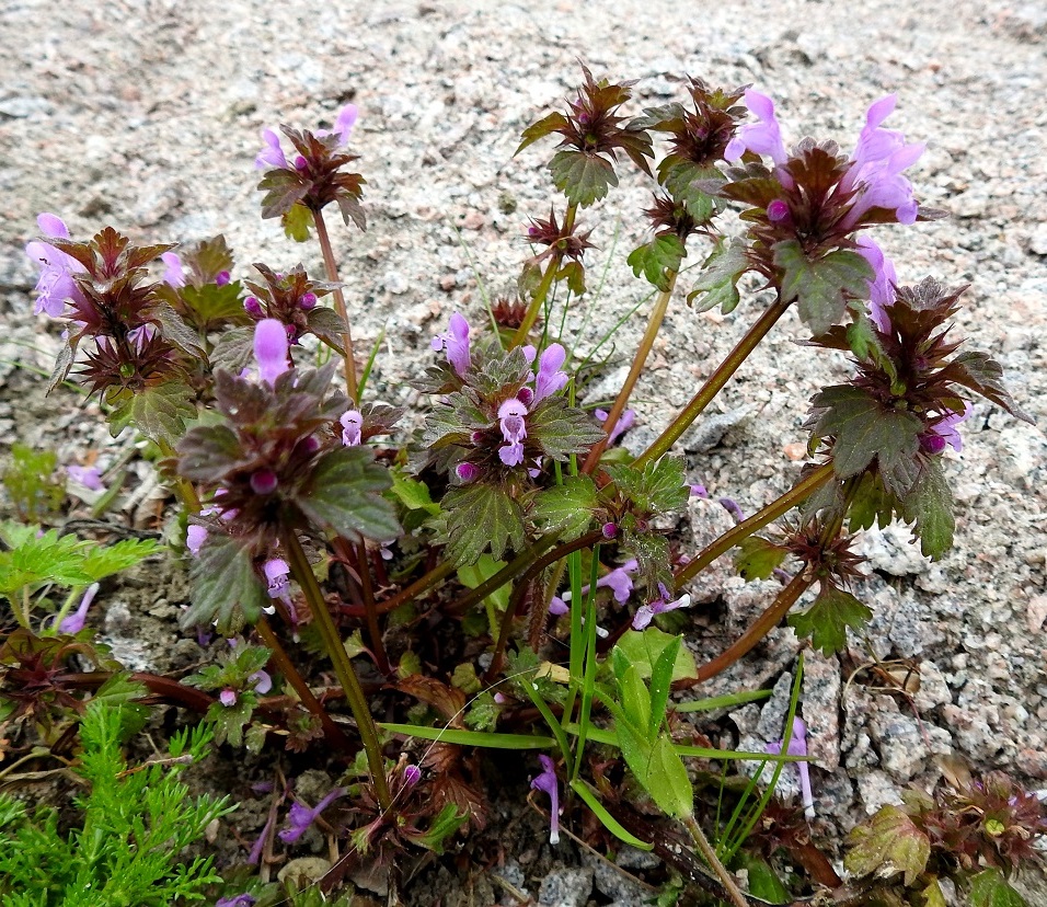 Lamium hybridum - liuskapeipin nelisärmäiset varret ja ylemmät lehdet voivat olla vihreän lisäksi myös enemmän tai vähemmän punaruskeat. EH, Hämeenlinna, Loimalahti, Sampo, Sammonojantien laita, 29.5.2020. Copyright Hannu Kämäräinen.