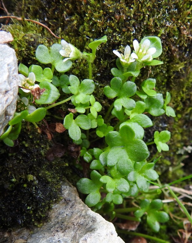 Saxifraga rivularis - purorikon varret ovat tavallisesti noin 3-10 cm pitkiä. Kohenevan kasvutapansa vuoksi ne eivät yleensä nouse kasvualustastaan kovinkaan monta senttimetriä. Kukintovarret ovat haarattomat tai haarovat, vihreät ja harvakseen lehdekkäät. Kukinnossa on tavallisesti yhdestä kolmeen kukkaa. Joskus kukkia voi olla pari enemmänkin. Ne ovat varren kärjessä ja latvaosan sivuilla lehtihankaisesti. 18.7.2023. Copyright Hannu Kämäräinen.