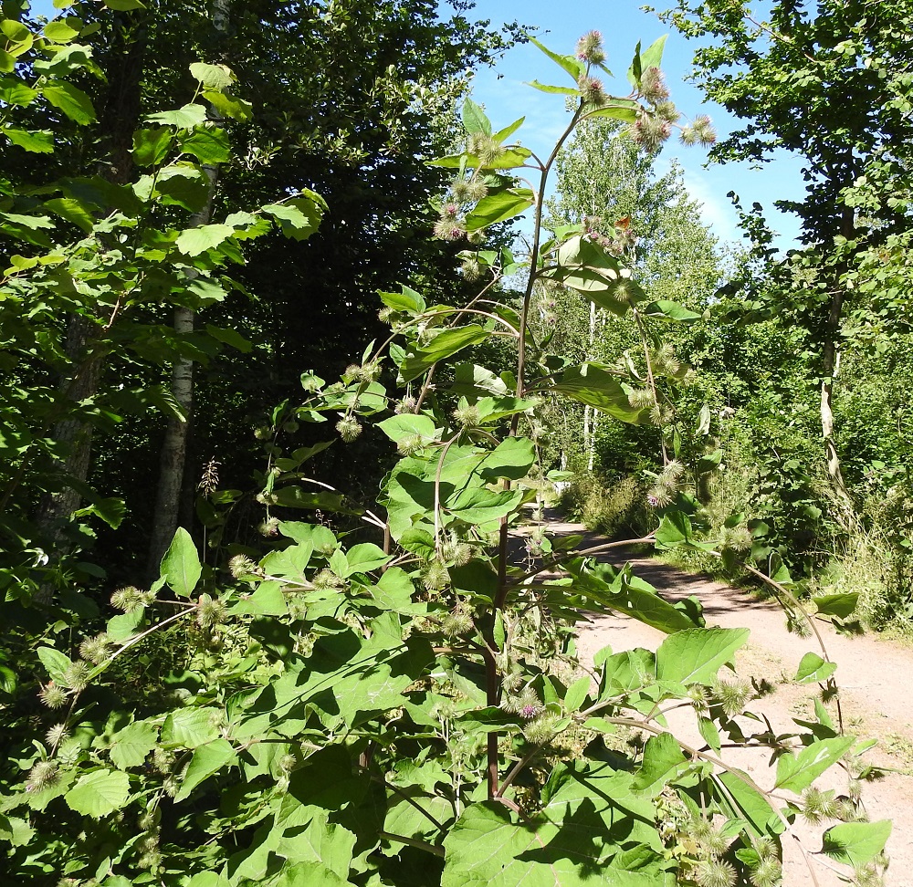 Arctium nemorosum - lehtotakiaisen kukinnon haarat ovat pitkät ja kaarevarankaiset sekä usein toistamiseen sivuhaaraiset. Kukintorankojen kaarevuus on mittavan koon lisäksi jo kauempaakin näkyvä, erottava ominaisuus lähilajiin, pikkutakiaiseen, A. minus, jolla kukintorangat ovat suorat. 13.7.2022. Copyright Hannu Kämäräinen.