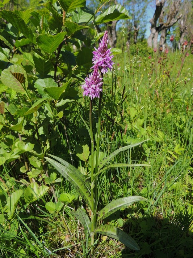 Dactylorhiza fuchsii - kielikämmekän kukintotähkä on kukinnan alkuvaiheessa kartiomainen. Varren yläosa on usein punaruskea. Lehdet ovat tavallisesti pilkulliset. Varren alaosan ylemmät lehdet ovat lähes säännönmukaisesti alempia pitemmät. Ne ovat myös suikeita ja pitkäsuippuisen teräväkärkisiä. Ylin varsilehti ei yllä kukintoon saakka. A, Lemland, Nåtö, merenrantaan ulottuva luonnonsuojelualue biologisen aseman itäpuolella, 11.6.2014. Copyright Hannu Kämäräinen.