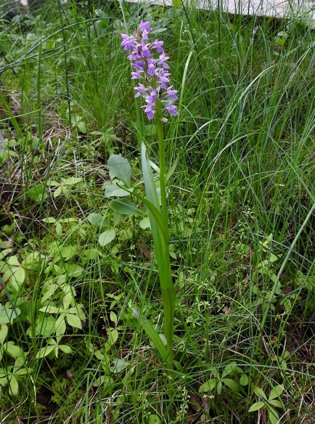 Dactylorhiza incarnata subsp. incarnata - suopunakämmekkä voi toisinaan kasvaa tavanomaisia mittoja kookkaammaksikin. Kuvan yksilöllä korkeutta on 58 cm. Kasvupaikkoina ovat lähinnä letot, rehevät nevat ja kosteat niityt. Kuvassa seuralaisina ovat mm. raate, metsätähti, Lysimachia europaea ja rantamatara, Galium palustre. EH, Hämeenlinna, Luolaja, Hattelmalanjärven rantaneva laiteineen lintutornin kohdalla, luonnonsuojelualue, 4.7.2023. Copyright Hannu Kämäräinen.