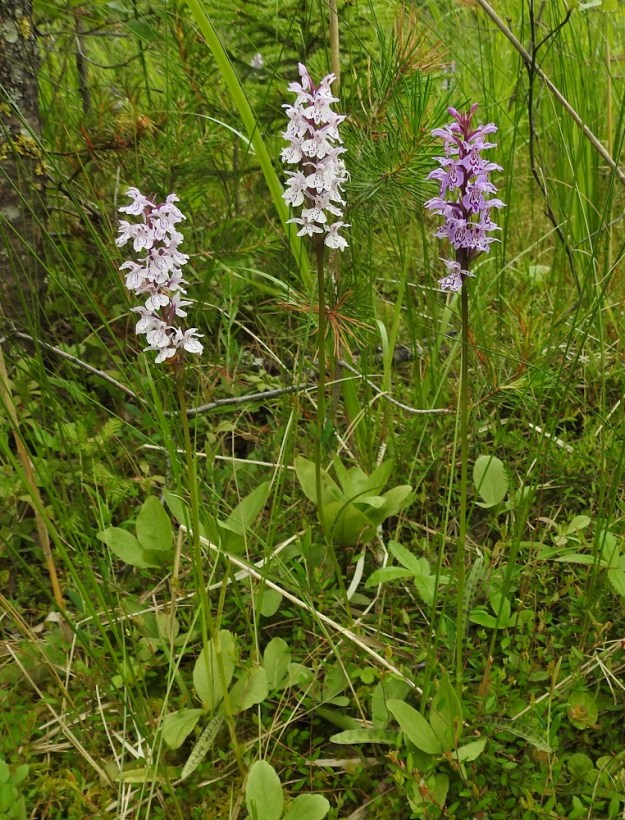 Dactylorhiza maculata - maariankämmekkä on aika usein myös pienempi, hennompi ja kaitalehtisempi. Hyvin läheisetkin yksilöt voivat olla kukinnoiltaan erivärisiä. PS, Joroinen, Ryyhtölä, Saarikko-lammen rantaneva, luonnonsuojelualue, 12.7.2019. Copyright Hannu Kämäräinen.