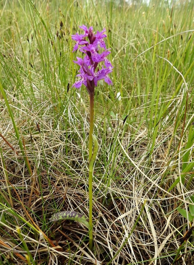 Dactylorhiza traunsteineri - kaitakämmekän D. lapponica -tyypin varsi on yleensä alempaa helakanvihreä ja yläosastaan sekä kukintorangaltaan punaruskeasävyinen. Yksilöt olivat kuvauspaikan lettoisella suolla kolmilehtisiä eikä ylin lehti yltänyt lähellekään kukintotähkää. Kuvassa seuralaisena kasvaa huippuharvinaisuus, ruskoruosteheinä, Schoenus ferrugineus. Ks, Kuusamo, Oulangan kansallispuisto, Oulankajoen pohjoispuoli, Rytilammen lettoinen rantasuo, 10.7.2019. Copyright Hannu Kämäräinen.