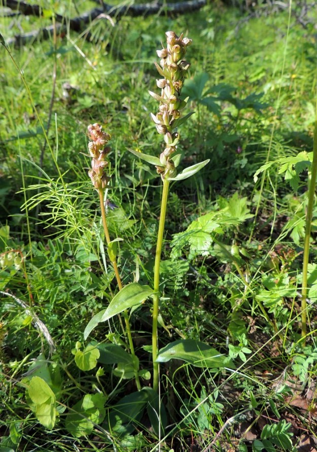 Dactylorhiza viridis (Coeloglossum viride) - pussikämmekkä viihtyy Lapissa rehevissä tunturikoivikoissa. EnL, Enontekiö, Kilpisjärvi, Saanan lounaisrinne, tunturikoivikko retkeilykeskuksen ja leirintäalueen yläpuolella, 540 m mpy, 17.7.2013. Copyright Hannu Kämäräinen.