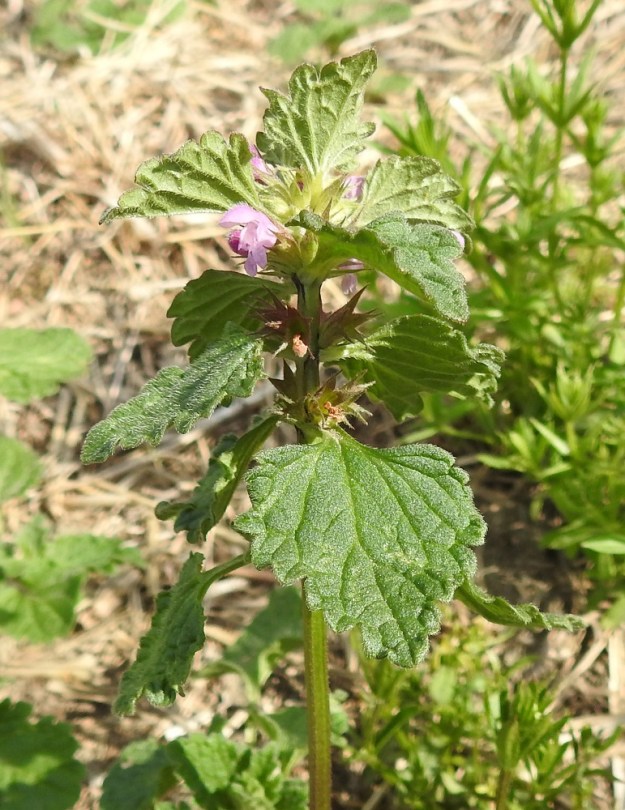 Lamium confertum - välipeipin kukinto muodostuu varren ja haarojen latvassa sekä ylimmissä lehtihangoissa olevista valekiehkuroista, jotka ovat kukintavaiheessa yleensä noin 20-30 mm leveät. Varren ja haarojen kärkiosan valekiehkurat ovat usein lähekkäin. Ne muodostuvat kahdesta vastakkaisesta kukkaryhmästä. 11.7.2023. Copyright Hannu Kämäräinen.
