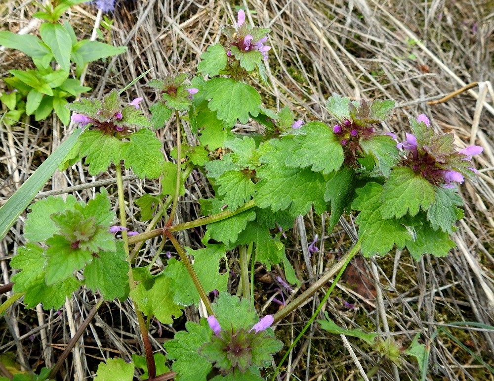 Lamium hybridum - liuskapeipin tyveltä haarovat varret usein haarovat lehtihankaisesti toistamiseen. Avoimilla paikoilla haarat kasvavat pitkiksikin. V, Turku, Kurala, Kuralankadun ja Jaanintien kulmauksessa oleva joutomaa-alue, 23.8.2021. Copyright Hannu Kämäräinen.