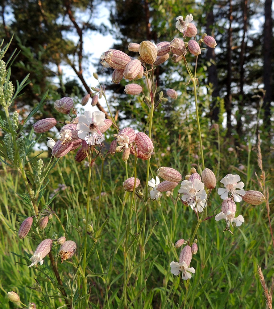 Silene vulgaris subsp. vulgaris var. litoralis - suomenlahdennurmikohokin kukinto on keskimäärin lyhyempi ja vähäkukkaisempi kuin ahonurmikohokilla, var. vulgaris. Kukintovarressa on yleensä 3-15 kukkaa. 8.7.2013. Copyright Hannu Kämäräinen.