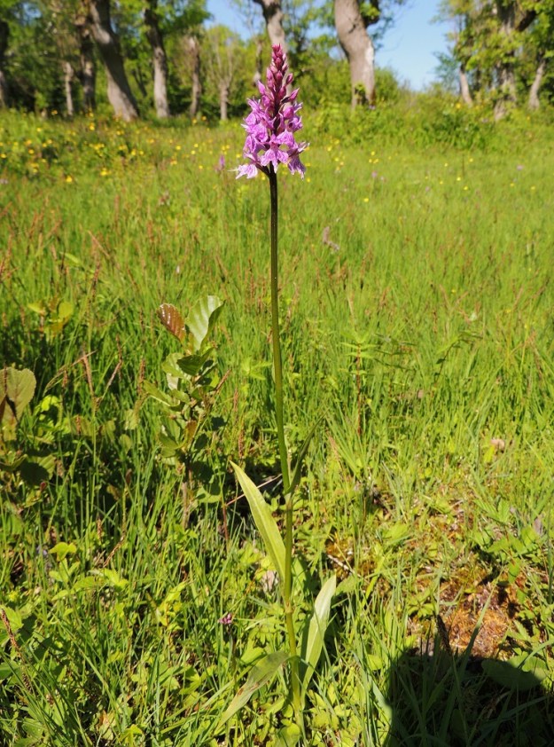 Dactylorhiza fuchsii - kielikämmekän lehdet voivat toisinaan olla lähes tai aivan täplättömät. Kuvan yksilössä herättää huomiota myös varren koko ylemmän osan lehdettömyys. A, Lemland, Nåtö, merenrantaan ulottuva luonnonsuojelualue biologisen aseman itäpuolella, 11.6.2014. Copyright Hannu Kämäräinen.