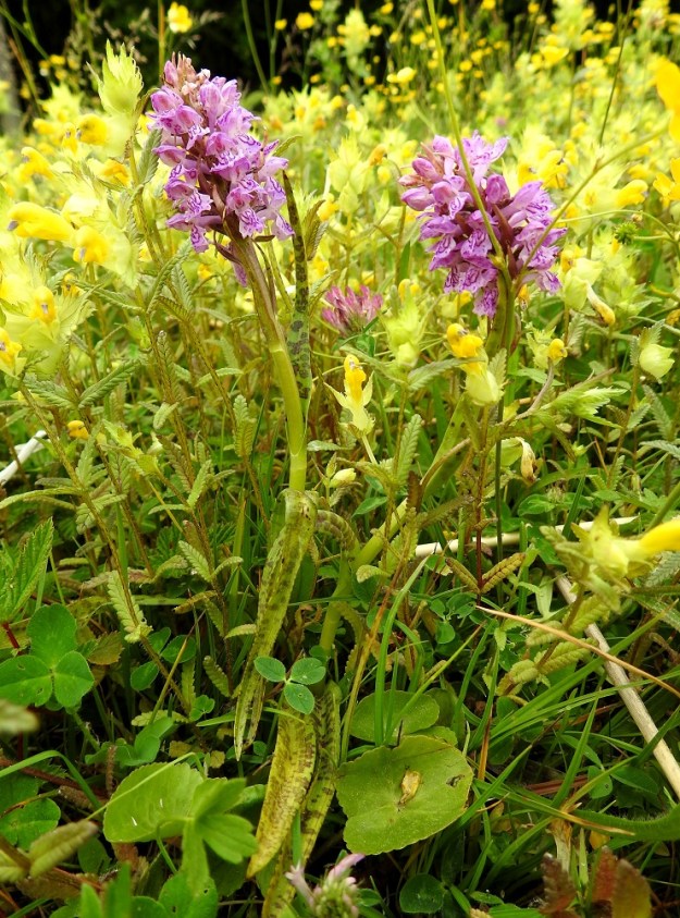 Dactylorhiza incarnata subsp. cruenta - veripunakämmekän kukinto voi toisinaan olla myös vaaleanpunainen. Kuvan yksilöiden lehdet ovat epätyypillisen kapeat, vaaleanvihreät ja hailakasti täpläiset. Seuralaisina kuvassa ovat mm. niittyisolaukku, Rhinanthus angustifolius subsp. grandiflorus ja puna-apila, Trifolium pratense. A, Jomala, Ramsholm, luonnonsuojelualue, merenrantaniitty, 18.6.2023. Copyright Hannu Kämäräinen.