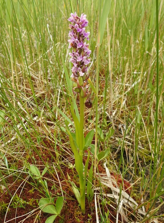 Dactylorhiza incarnata ssp. incarnata - suopunakämmekkä on kuvan kasvupaikallaan kapeatähkäistä, pienikukkaista ja tyypillisen pystylehtistä. Alimmat kukat ovat jo kotavaiheessa. PS, Joroinen, Ryyhtölä, Saarikko-lampi, luonnonsuojelualue, rantanevakaista, 12.7.2019. Copyright Hannu Kämäräinen.