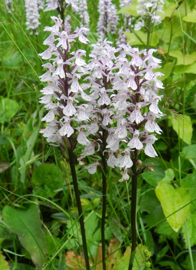 Dactylorhiza maculata - maariankämmekkä on tavallisesti vihreävartinen. Isommasta kasvustosta, vihreävartisten joukosta usein löytyy myös aivan tummavartisia yksilöitä. Kuvan varsissa kukintoranka ja sikiäimet ovat punaruskeat, vaikka kukat ovatkin aivan vaaleat. EH, Hämeenlinna, Miemala, Helsingintien (tie 130) laitaoja, 17.7.2012. Copyright Hannu Kämäräinen.