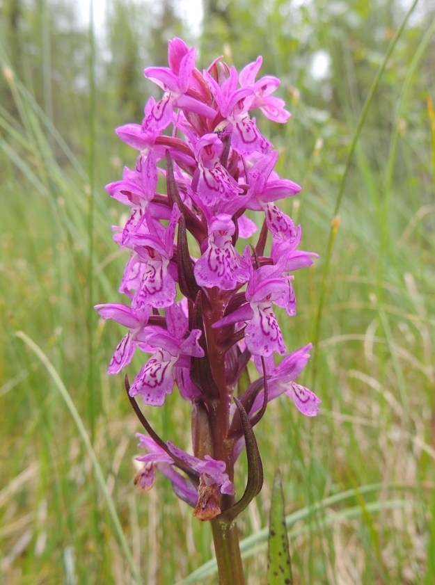 Dactylorhiza traunsteineri - kaitakämmekän D. lapponica -tyypin kukintotähkä on yleensä purppuranpunainen, harsuhko - tiheähkö ja tavallisesti noin 5-7 cm pitkä sekä lähes tasalevyisesti noin 2-3 cm leveä. Se on useimmiten noin 10-20-kukkainen. Kukkien tukilehdet ovat yleensä tumman punaruskeasävyiset ja kukinnon alaosassa ne voivat olla kukkiaan pitemmät. Kuvan kasvupaikalla kukan huuli on noin pituutensa levyinen ja yleensä matalasti kolmeliuskainen, voimakkaan kirjailtu ja tyviosastaan vaalea. Kuvassa näkyy kukinnon alaosassa lähes valmis kota, joka on pitkulainen, vahvasuoninen ja tavallisesti noin 10-12 mm pitkä. Ks, Kuusamo, Juuma, Jyrävänjärven pohjoispään itäpuoli, pieni, avoin lettosuo Oulangan kansallispuiston rajalla, 13.7.2015. Copyright Hannu Kämäräinen.