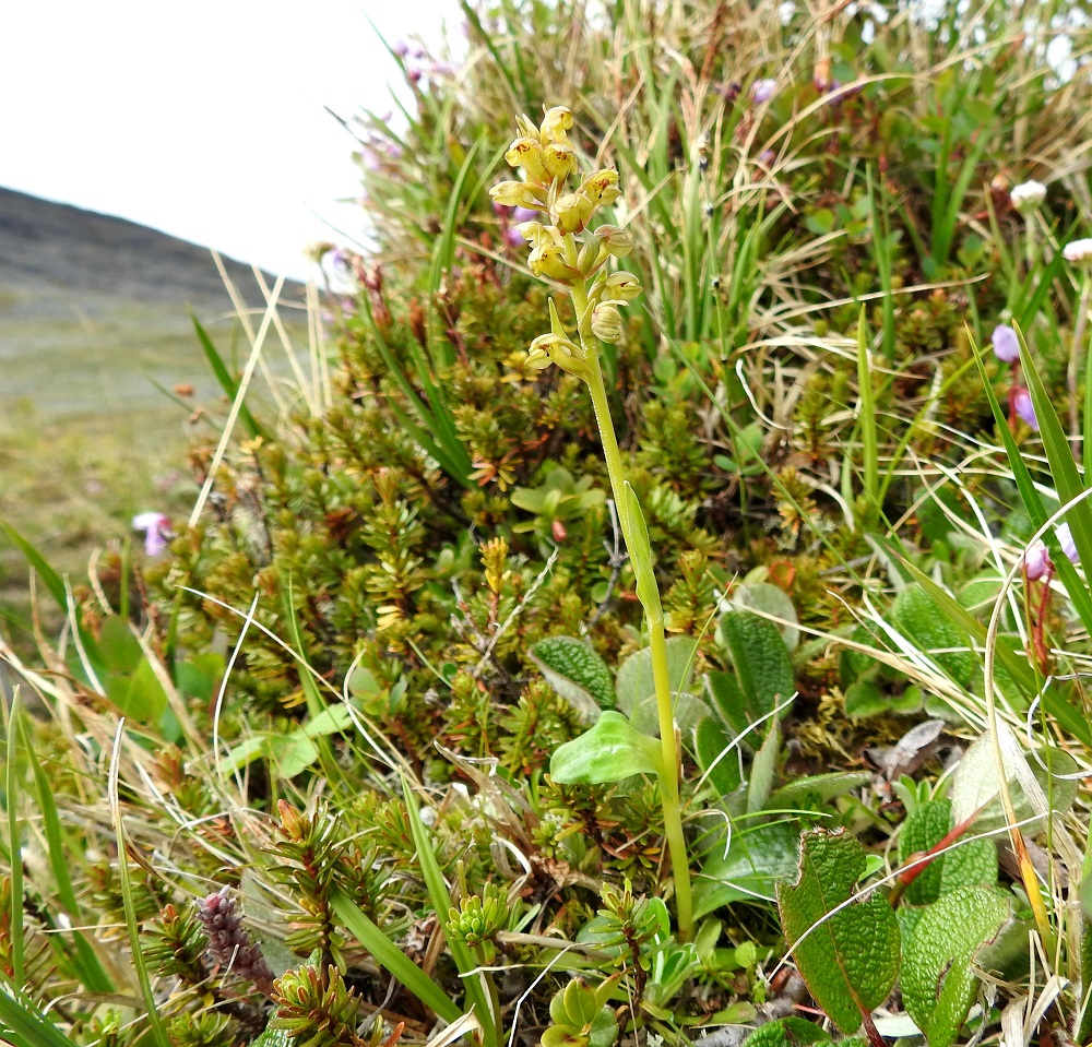Dactylorhiza viridis (Coeloglossum viride) - pussikämmekkää voi tavata myös tunturipaljakan niityiltä ja kankailta, joilla sen pituus jää 10-15 senttiin. Kuvassa seuralaisina mm. (tunturi)kurjenkanerva, Phyllodoce caerulea, verkkolehtipaju, Salix reticulata ja tunturisara, Carex bigelowii. EnL, Enontekiö, Kilpisjärvi, Saanan koillispuoli, Saanajärven luoteispää, puronvarsi, 680 m mpy, 6.7.2018. Copyright Hannu Kämäräinen.