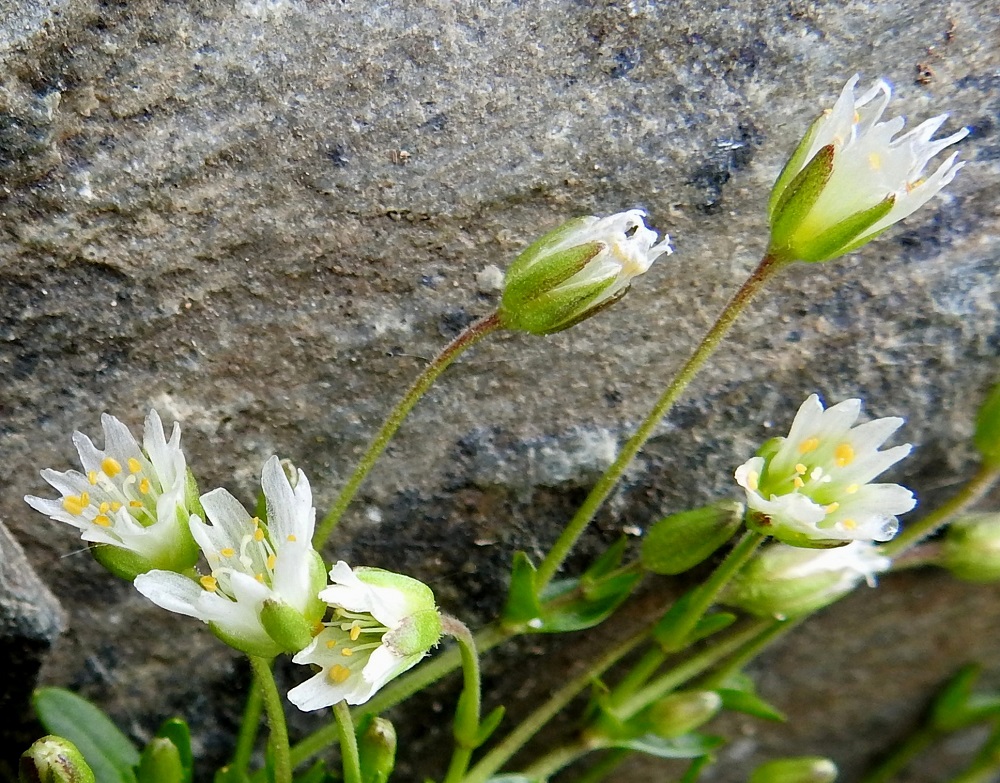 Dichodon cerastoides (Cerastium cerastoides) - lumihärkin kukkaperät ovat yleensä noin 1-2 cm pitkiä. Kukan verholehdet ovat kapeanpuikeat ja kalvolaitaiset sekä yleensä noin 3-5 mm pitkät ja noin 2-3,5 mm leveät. 9.7.2018. Copyright Hannu Kämäräinen.