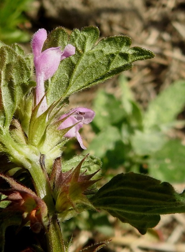 Lamium confertum - välipeipin teriö on punainen, toisinaan vaaleanpunainen tai vaalean sinipunainen. Verhiö on kellomainen, lähes säteittäisesti viisiliuskainen ja vihreä tai ainakin osittain punaruskea. Liuskat ovat kapean kolmiomaiset ja kapenevat pitkäksi, neulamaisen kapeaksi kärjeksi. Liuskat yltävät yleensä selvästi teriön torvea pitemmälle. Kuvassa vasemmalla oleva teriö on jo irronnut verhiön pohjasta ja on tipahtamassa pois. Oikealla olevan teriön torvi puolestaan on epätyypillisen lyhyt ja verhiönliuskat yltävät sen vuoksi huuliin saakka. Kyse on kuitenkin täysikasvuisesta teriöstä, koska ylähuulen alta näkyvät heteet ja emin kaksi luottia. Kukkien tyvellä on nähtävillä myös äimämäisen kapeat esilehdet, jotka ovat karvaiset ja yleensä noin 3-7 mm pitkät. 11.7.2023. Copyright Hannu Kämäräinen.