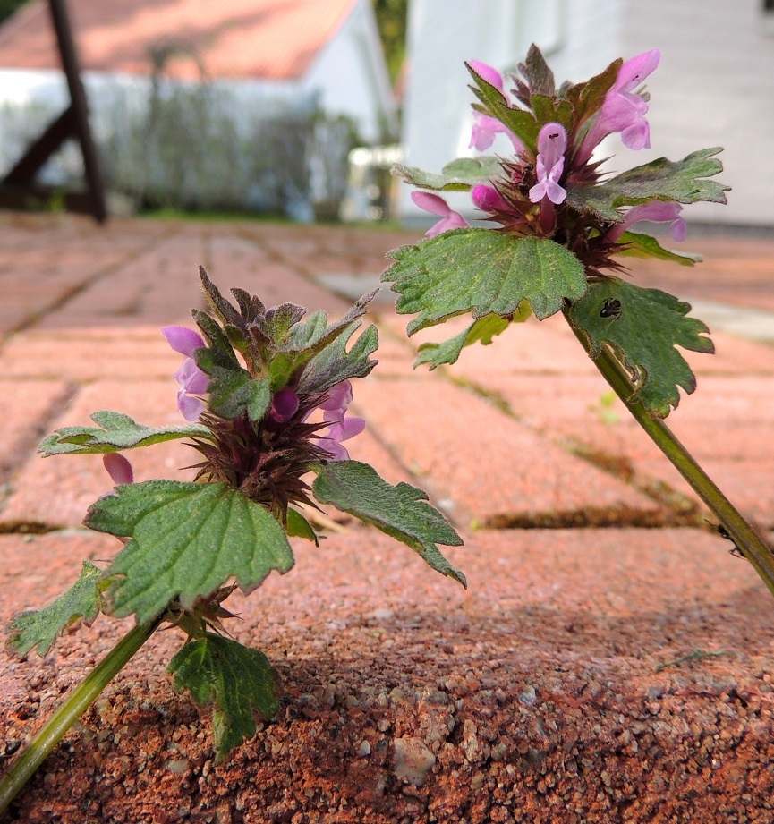 Lamium hybridum - liuskapeipin kukinto muodostuu varren ja haarojen latvassa sekä ylimmissä lehtihangoissa olevista valekiehkuroista, jotka ovat kukintavaiheessa yleensä noin 20-30 mm leveät. Valekiehkurat ovat usein lähekkäin. Kukinnon alapuoliset nivelvälit ovat yleensä pitkät. EH, Hämeenlinna, Loimalahti, Hirsimäki, omakotialue, Näsiäntie, pihamaa, 20.5.2015. Copyright Hannu Kämäräinen.