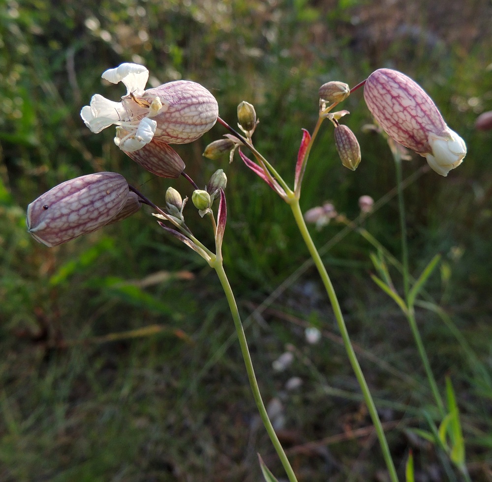 Silene vulgaris subsp. vulgaris var. litoralis - suomenlahdennurmikohokin kukintohaarat ovat lehtihankaiset. Kukkaperät ovat tavallisesti noin 5-25 mm pitkät ja ohuet. Kukkien tukilehdet ovat kalvomaisia, lähinnä suikeahkoja ja teräväkärkisiä sekä noin 3-8 mm pitkiä. 8.7.2013. Copyright Hannu Kämäräinen.