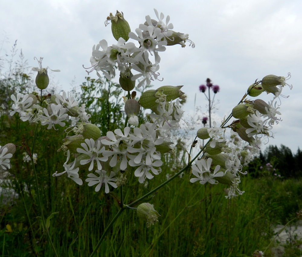Silene vulgaris subsp. vulgaris var. vulgaris - ahonurmikohokki haaroo kukintovarsiensa yläosasta. Yhdislehtisten verhiöiden väri on hyvin muunteleva vaihdellen vaaleanharmaasta vihreän kautta eri tavoin punertavaan. EH, Hämeenlinna, Majalahti, Louhoksentien varren maankaatopaikka, 8.7.2012. Copyright Hannu Kämäräinen.