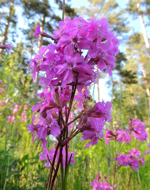 Viscaria vulgaris - mäkitervakon kukinto on tavallisesti noin 5-15 cm pitkä. Tuuli niputtaa tahmaisia varsia toisinaan kimpuiksi. A, Finström, Godby, Sundsvägenin (tie 2) varsi Färjsundetin salmen lounaispuolella, 10.6.2014. Copyright Hannu Kämäräinen.