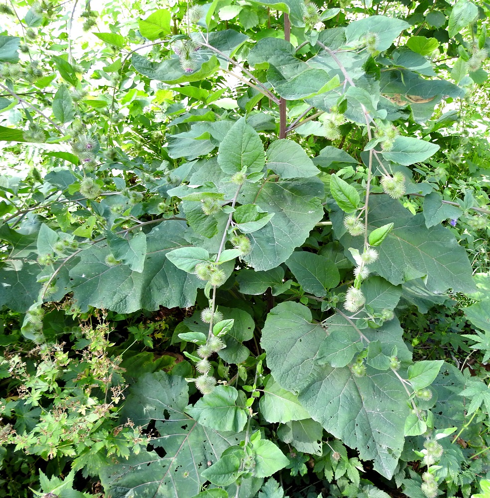 Arctium nemorosum - lehtotakiaisen kukinnon haarat sivuhaaroineen ovat pitkiä ja niissä voi olla mykeröitä yhteensä yli kaksikymmentäkin. Haarojen kärkiosan terttumaisen ryhmittymisen lisäksi mykeröt ovat lyhyiden sivuhaarojen kärjessä usein kahdesta neljään mykerön sykeröinä. Ruusuke- ja aluslehtien lisäksi myös varsilehdet ovat verson alemmassa osassa hyvin kookkaat. 13.7.2022. Copyright Hannu Kämäräinen.