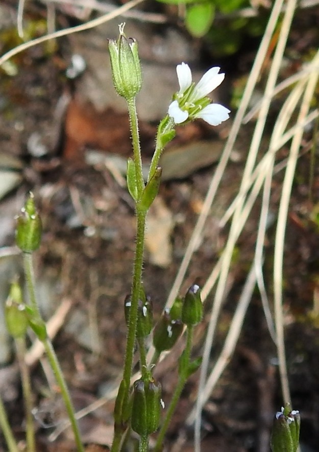 Cherleria biflora - lapinnätä on erityisesti vihreän kukkavartensa yläosasta ja kukkaperistään nystykarvainen. Kukintovarren kärjessä on lehtihankaisesti useimmiten yksi tai kaksi kukkaa. Toisinaan kukkia voi olla samassa hangassa kolmekin tai toistamiseen haaroen kolmesta neljään. Kukkaperä on yleensä noin 3-15 mm pitkä. EnL, Enontekiö, Kilpisjärvi, Saanan lounainen alarinne, ensimmäinen, matala pahtaseinämä tunturikoivikkorinteessä, retkeilykeskuksen leirintäalueen kohdalla, luonnonsuojelualue, 600 m mpy, 5.7.2018. Copyright Hannu Kämäräinen.