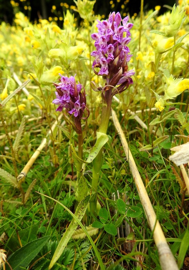 Dactylorhiza incarnata subsp. cruenta - veripunakämmekän versot voivat joskus olla myös aika kääpiökasvuisia ja kuten kuvan lyhyempi verso, vaivoin 15 senttimetriin yltäviä. Kukkien määräkin saattaa tällöin jäädä vain kymmenkuntaan. A, Jomala, Ramsholm, luonnonsuojelualue, merenrantaniitty, 18.6.2023. Copyright Hannu Kämäräinen.