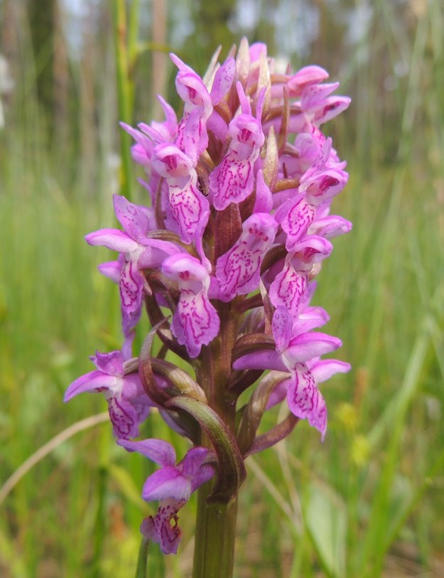 Dactylorhiza incarnata subsp. incarnata - suopunakämmekän kukintotähkä on yleisimmin purppuranpunainen, tiivis ja noin 6-10 cm pitkä sekä lähes tasalevyisesti noin 2-3 cm leveä. Siinä on tavallisesti noin 15-40 kukkaa. Kukkien tukilehdet ovat yleensä ainakin tähkän alaosassa kukkia pitempiä ja enemmän tai vähemmän punaruskehtavia. Sikiäin on vahvasuoninen, kierteinen ja noin 8-10 mm pitkä. Ks, Kuusamo, Juuma, Jyrävänjärven pohjoispään itäpuoli, pieni, avoin lettosuo Oulangan kansallispuiston rajalla, 13.7.2015. Copyright Hannu Kämäräinen.
