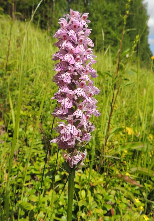 Dactylorhiza maculata - maariankämmekän kukintotähkä on tiivis, tavallisesti noin 5-10 cm pitkä ja täyden kukinnan vaiheessa lähes lieriömäisen tasaisesti noin 2-3,5 cm leveä. Maariankämmekän kukkien yksi perusvärityyppi on vaaleanpunainen. ES, Savonlinna, Kerimäki, Hautalahti, Joensuuntien (tie 71) ojaluiska, 10.7.2015. Copyright Hannu Kämäräinen.
