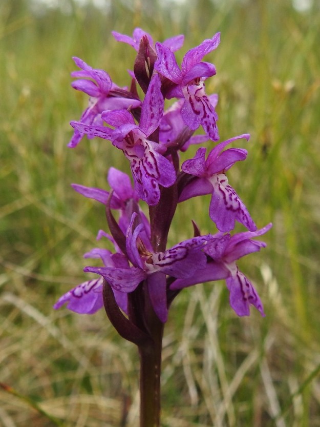 Dactylorhiza traunsteineri - kaitakämmekän D. lapponica -tyypin kuudesta kehälehdestä kolme ulointa on suuntautunut ylöspäin. Ne ovat soikeahkoja tai puikeahkoja ja noin 7-8 mm pitkiä. Sisemmistä kehälehdistä kaksi on uloimpien kaltaista mutta yleensä vähän niitä lyhyempiä ja hetiön sekä emiön ylle taipuneita. Huulen muodostava kolmas sisempi kehälehti on noin 6-7 mm pitkä ja noin pituutensa levyinen. Kuvan kasvupaikalla kukkien huulen kärkiosa on matalahkosti kolmiliuskainen ja keskiliuska on muita pitempi. Ks, Kuusamo, Oulangan kansallispuisto, Oulankajoen pohjoispuoli, Rytilammen lettoinen rantasuo, 10.7.2019. Copyright Hannu Kämäräinen.