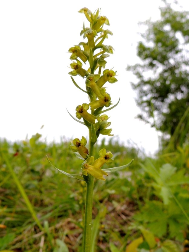 Dactylorhiza viridis (Coeloglossum viride) - pussikämmekän kukintotähkä on tavallisesti harsuhko, tasalevyinen ja noin 4-10 cm pitkä sekä noin 5-25-kukkainen. Ks, Kuusamo, Liikasenvaara, kylän läpi vievän soratien laide, 14.7.2015. Copyright Hannu Kämäräinen.
