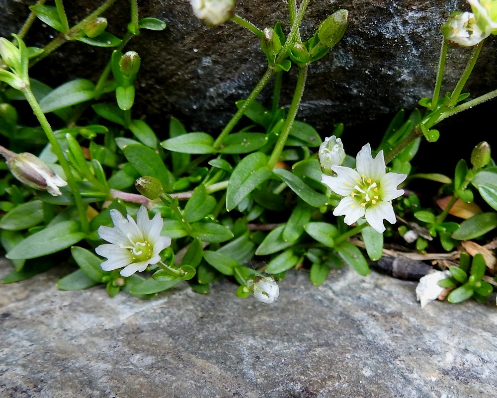 Dichodon cerastoides (Cerastium cerastoides) - lumihärkin kukat ovat läpimitaltaan tavallisesti noin 5-8 mm. Valkoisten ja noin 6-10 mm pitkien terälehtien kärki on lovipäinen. Lajikuvausten mukaan terälehtiä on viisi ja heteitä 10 sekä emin vartaloita ja luotteja 3 tai lähes aina 3. Kuvassa oikealla oleva kukka vastaa tarkoin tätä kuvausta. Vasempi kukka sitä vastoin ilmeisesti edustaa luonnon monimuotoisuutta, sillä siinä on seitsemän terälehteä ja neljä emin vartaloa ja luottia. 9.7.2018. Copyright Hannu Kämäräinen.