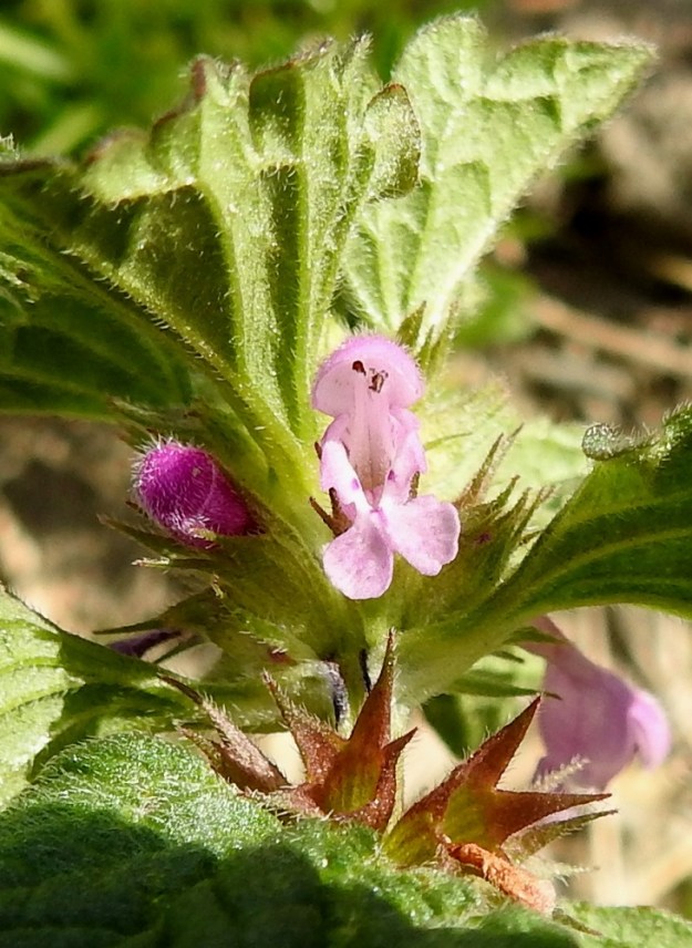 Lamium confertum - välipeipin teriö on päästään kaksihuulinen. Ylähuuli on kupera, ulkopinnaltaan muuta teriötä pitkäkarvaisempi ja yleensä noin 4-5,5 mm pitkä. Alaskääntynyt alahuuli on kärjestään kahteen liuskaan haarautunut ja tavallisesti noin 4 mm pitkä. Alahuulen yläpuolella molemmin puolin ovat hyvin pienet ja suipon hammasmaiset sivuliuskat. Nielun alaosaan kiinnittyneitä heteitä on neljä. Niistä kaksi on pitempää ja kaksi lyhyempää. Huulen sivulla näkyvät, teriön torvea pitemmälle yltävät verhiönliuskat ovat varma lajituntomerkki. 11.7.2023. Copyright Hannu Kämäräinen.