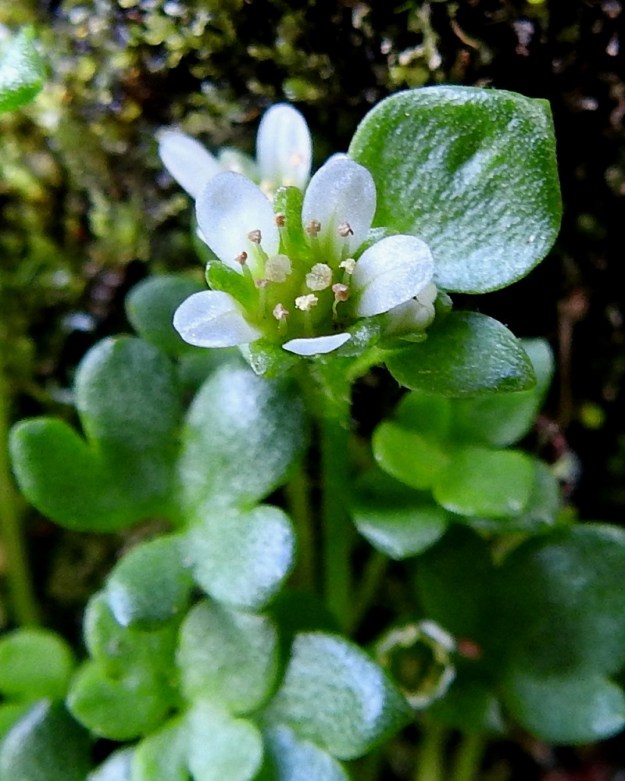Saxifraga rivularis - purorikon terälehdet ovat yläviistot, yleensä soikean vastapuikeat ja pyöreäpäiset sekä tavallisesti noin 3,5-5 mm pitkät ja leveimmältä kohtaa noin 1,5-2 mm leveät. Ne ulottuvat useimmiten noin 1,5-2,5 mm verhiönliuskoja pitemmälle. Heteitä on kymmenen ja emi on kaksivartaloinen ja -luottinen. 18.7.2023. Copyright Hannu Kämäräinen.