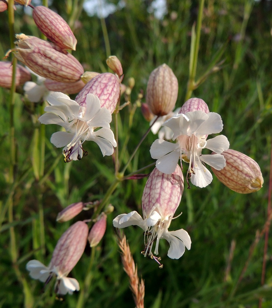 Silene vulgaris subsp. vulgaris var. litoralis - suomenlahdennurmikohokin teriö on valkoinen ja useimmiten noin 17-25 mm leveä. Kärjestään halkoisia terälehtiä on viisi. Kukat ovat kaksineuvoisia (kuvassa) tai pelkkiä emikukkia, joissa heteet jäävät kehittymättömiksi. 8.7.2013. Copyright Hannu Kämäräinen.