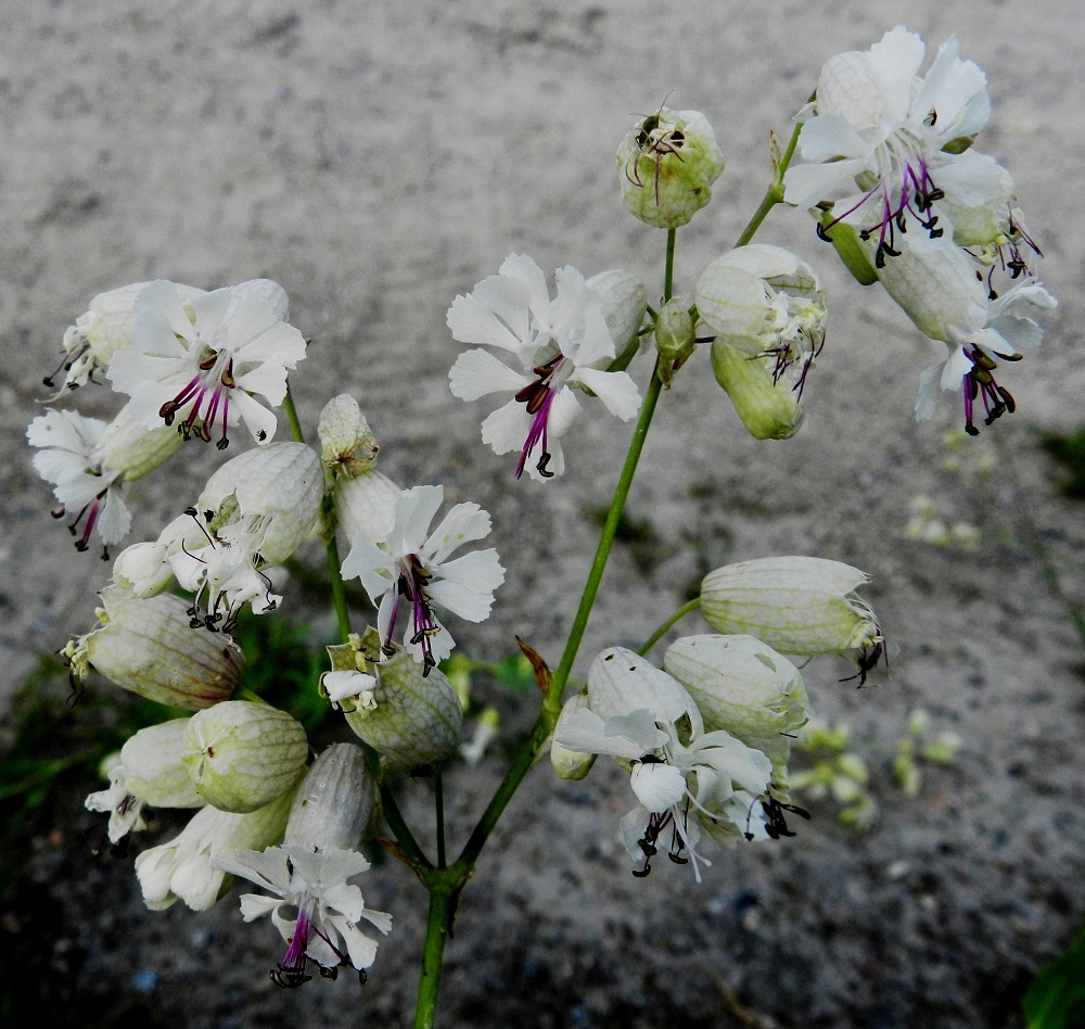 Silene vulgaris subsp. vulgaris var. vulgaris - ahonurmikohokin verhiöt voivat olla hyvin vaaleanharmaat, jopa lähes valkoiset. Suonitus on aina muuta väritystä tummempi, yleensä vihreä- tai punasävyinen. Kukat ovat joko kaksineuvoisia tai emikukkia. Pölytysajan pidentämiseksi kymmenen hedettä kehittyy yleensä kahdessa vuorossa. Palhot ovat kärkiosastaan tavallisesti sinipunaiset. PK, Lieksa, Koli, alaparkkipaikan laitaruohikko, 10.7.2011. Copyright Hannu Kämäräinen.